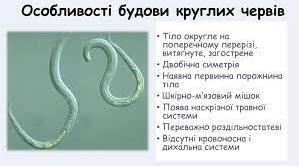 Круглі черви (нематоди) – паразити людини, тварин і рослин.