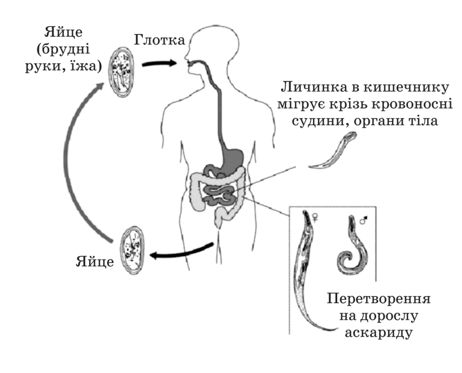 0401evmc-5752-940x759.png