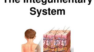 Integumentary System