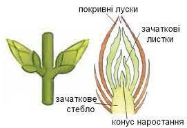 Пагін, частини пагона (стебло, листки, бруньки), будова, функції, розвиток пагона із бруньки, типи пагонів за напрямком росту та розміщенням в просторі » Допомога учням