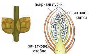 Пагін, частини пагона (стебло, листки, бруньки), будова, функції, розвиток пагона із бруньки, типи пагонів за напрямком росту та розміщенням в просторі » Допомога учням
