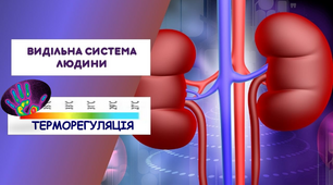Виділення. Терморегуляція
