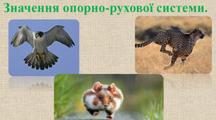 Опора і рух тварин