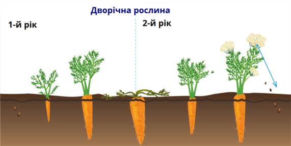 дворічна.png