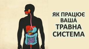 Як перетравлюється їжа