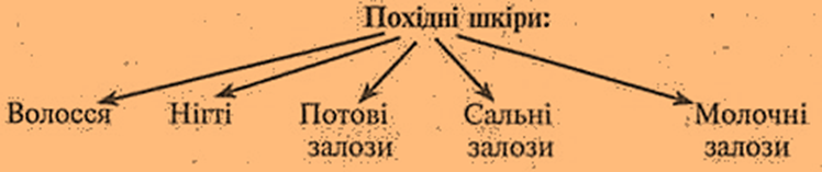 0401fs5v-7f13-748x157.png