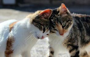 0401fzst-51c0-293x186.jpg