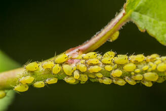 0401fzyz-1cb8-328x219.jpg