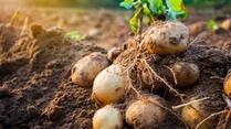 Рання картопля: сорти, посадка, вирощування, особливості