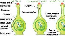 (Копія) (Копія) Запліднення у квіткових рослин