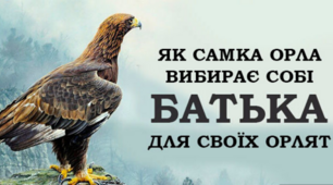 Ви знаєте, як орлиця вибирає батька для своїх орлят?