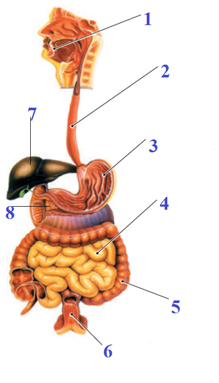 0401g9hi-f947-427x747.png