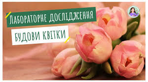 Лабораторне дослідження. Будова квітики.