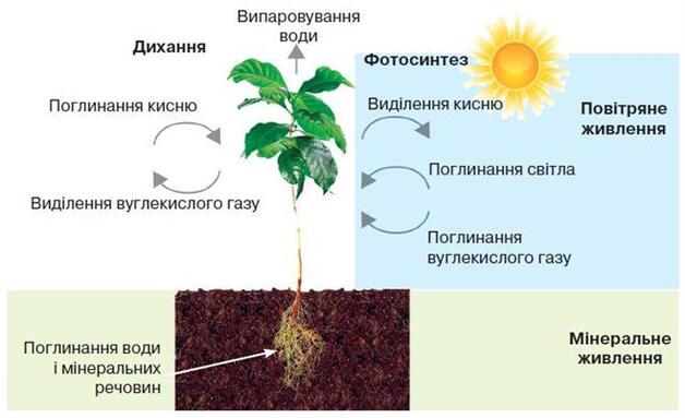 живлення рослин.jpg