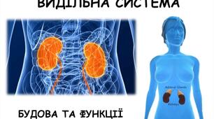 Видільна система. Шкіра