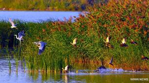Всесвітній день водно-болотних угідь