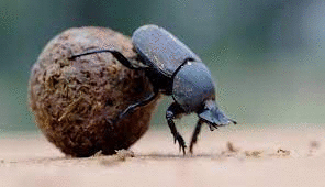 0401gv7a-84cf-296x170.gif