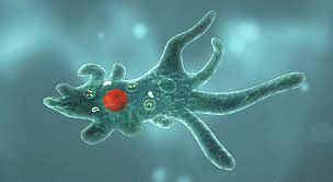 0401gv7j-cdc6-304x166.gif