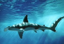 0401gv7s-9026-272x186.gif