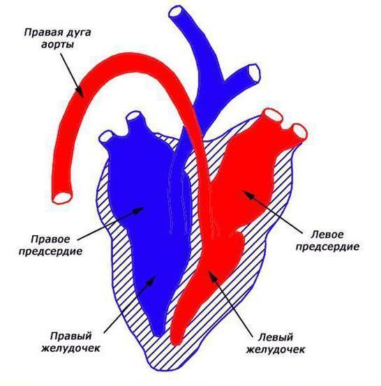 Скількі камер серця у птахів. СРОЧНО! - Школьные Знания.com