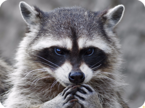0401gxmq-7511-295x221.png