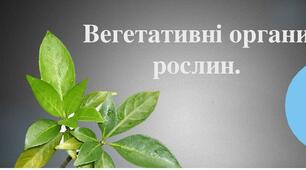 Узагальнення "Вегетативні органи рослини"