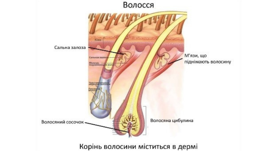 Що робити, якщо випадає волосся?