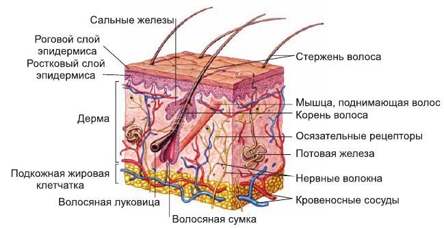 Похожее изображение