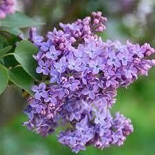 Легенда о сирени — FloweryVale.ru