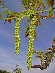 0401h6dj-2ea8-185x247.jpg