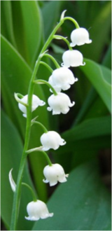 0401h6jb-6b17-160x330.png