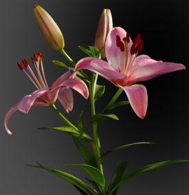 0401h6yi-fb58-275x284.png