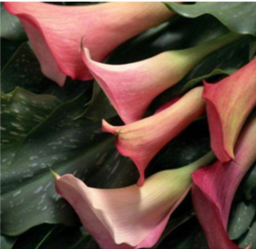 0401h70m-f194-281x273.png