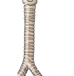 0401ha8c-27d4-300x309.png