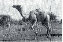 0401hh0p-53d5-209x140.jpg
