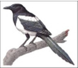 0401hirz-b40e-156x137.png