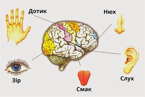 органи чуття.jpg
