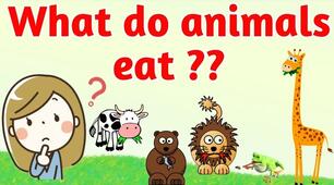 Дидактична гра " What do animals like to eat?"