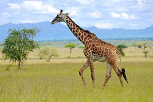 Giraffe - Facts and Beyond | Biology Dictionary