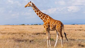 The Behavioral Adaptations of Giraffes | Sciencing