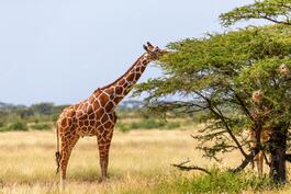 Premium Photo | A giraffe eating the leaves of acacia trees