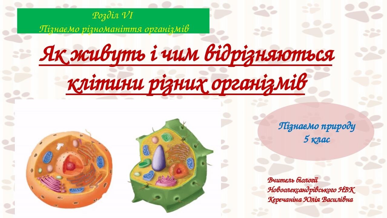 Як живуть і чим відрізняються клітини різних організмів Вчитель біології Новоолександрівського НВК Керечаніна Юлія Василівна Пізнаємо природу 5 кла...