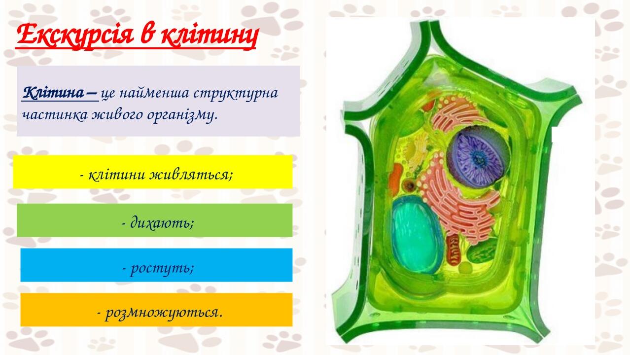Екскурсія в клітину кол Клітина – це найменша структурна частинка живого організму. - клітини живляться; - дихають; - ростуть; - розмножуються.