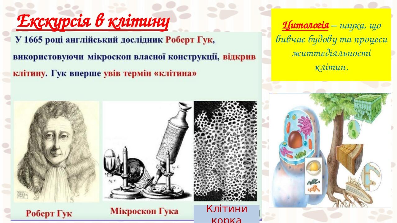 Екскурсія в клітину Клітини корка Цитологія – наука, що вивчає будову та процеси життєдіяльності клітин.