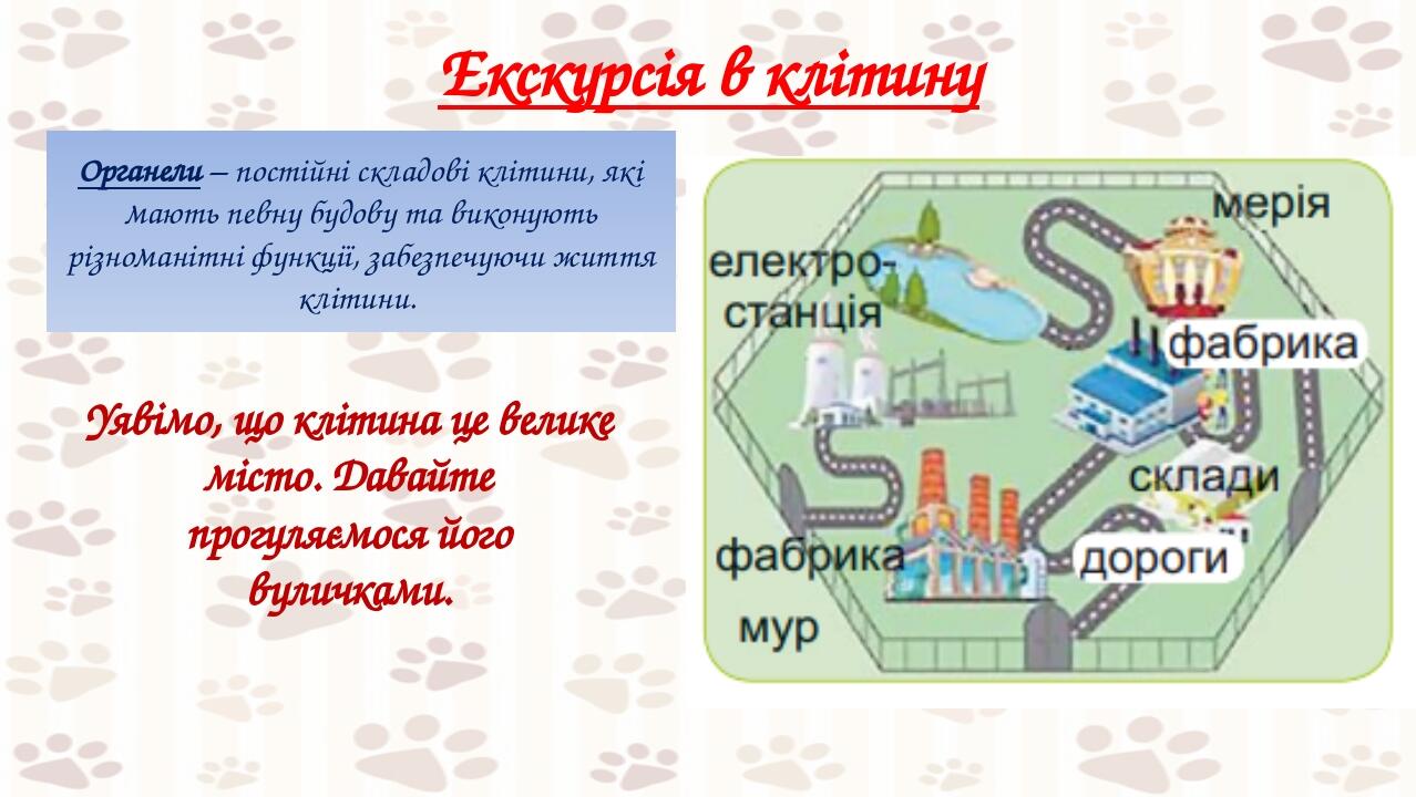 кол Екскурсія в клітину Органели – постійні складові клітини, які мають певну будову та виконують різноманітні функції, забезпечуючи життя клітини....