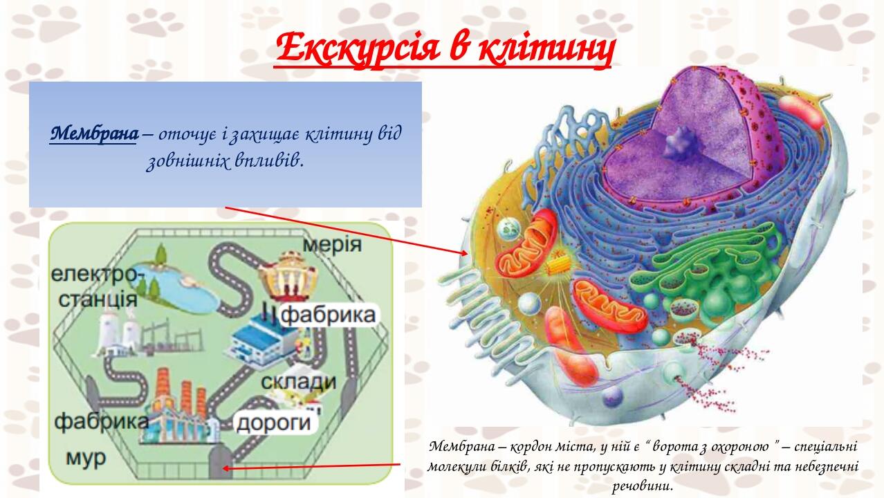 Екскурсія в клітину Мембрана – оточує і захищає клітину від зовнішніх впливів. Мембрана – кордон міста, у ній є “ ворота з охороною ” – спеціальні ...