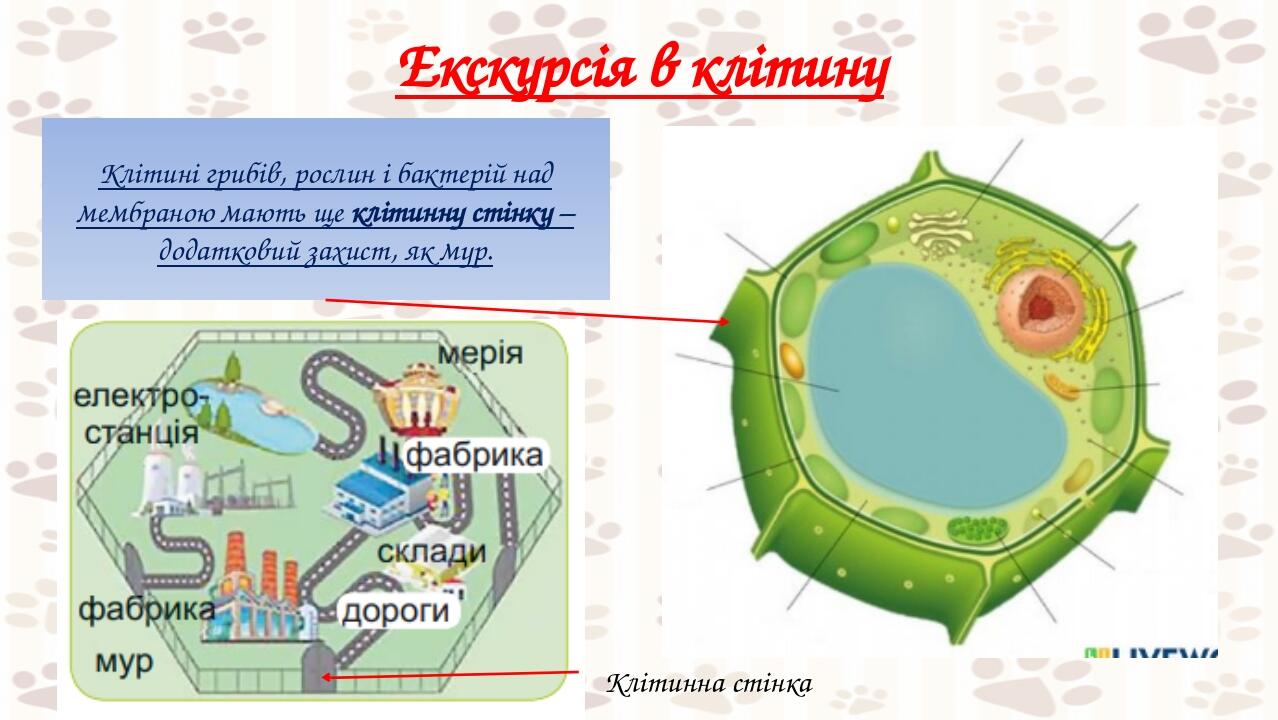 кол Екскурсія в клітину Клітині грибів, рослин і бактерій над мембраною мають ще клітинну стінку – додатковий захист, як мур. Клітинна стінка