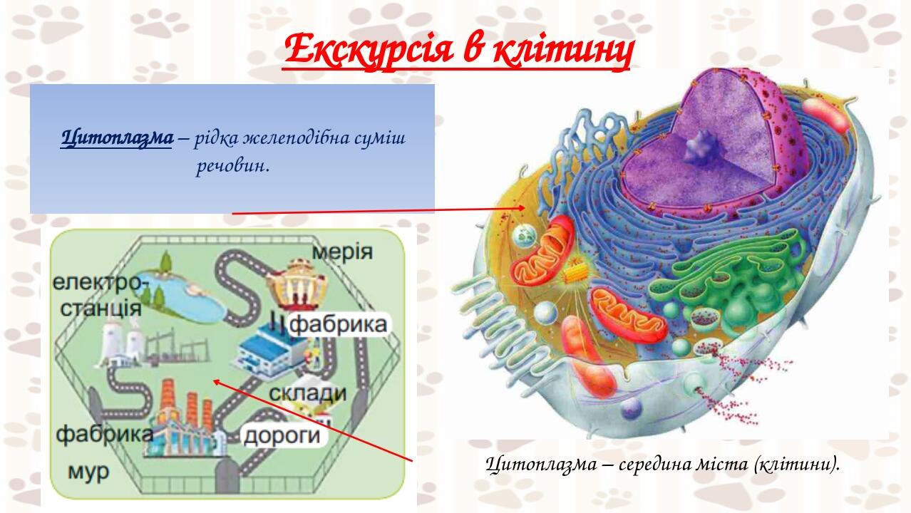 Екскурсія в клітину Цитоплазма – рідка желеподібна суміш речовин. Цитоплазма – середина міста (клітини).