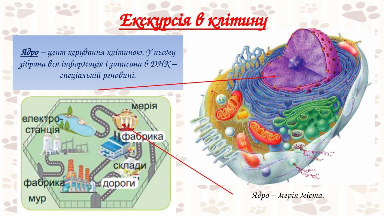 Екскурсія в клітину Ядро – цент керування клітиною. У ньому зібрана вся інформація і записана в ДНК – спеціальній речовині. Ядро – мерія міста.