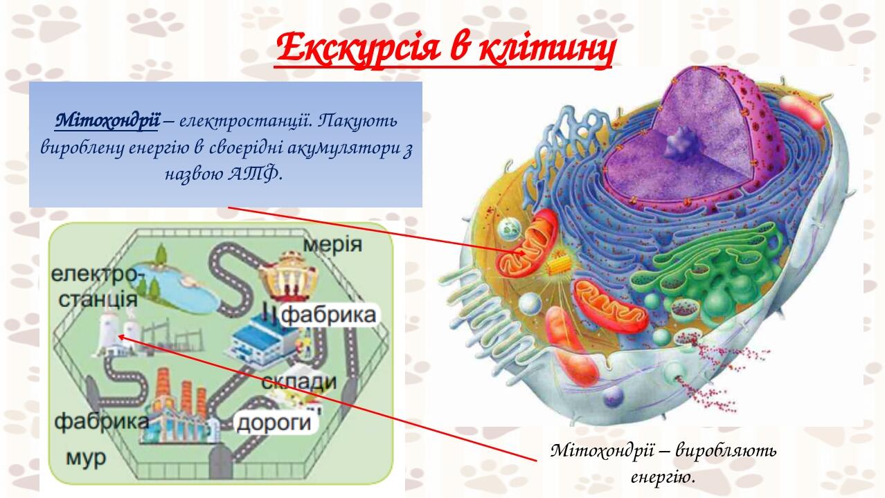 Екскурсія в клітину Мітохондрії – електростанції. Пакують вироблену енергію в своєрідні акумулятори з назвою АТФ. Мітохондрії – виробляють енергію.